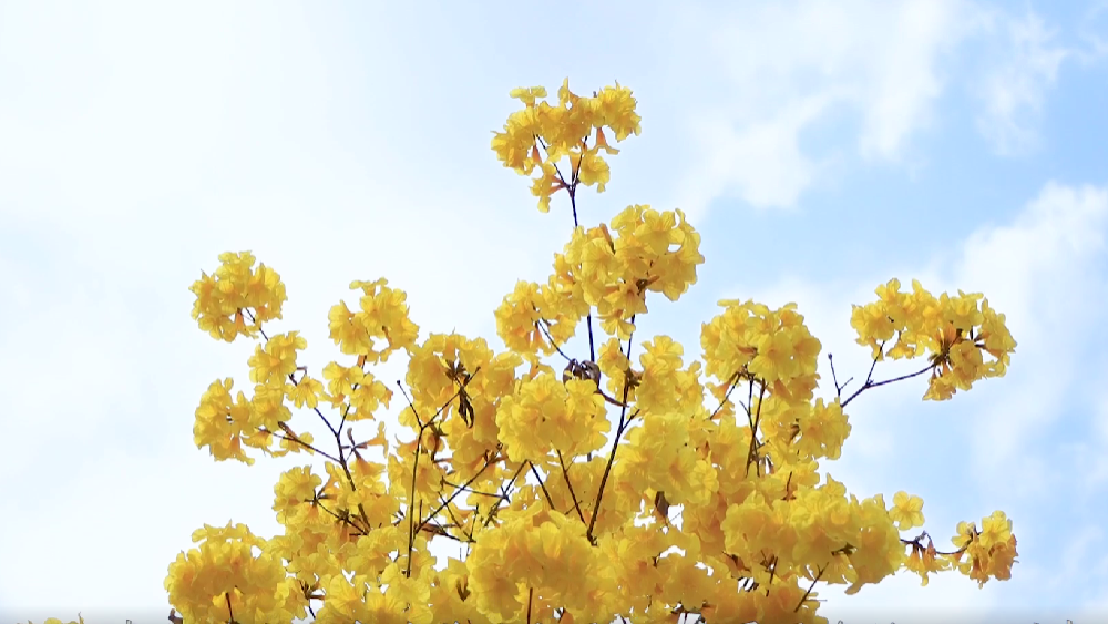 春雷，鳴響奮進的號角