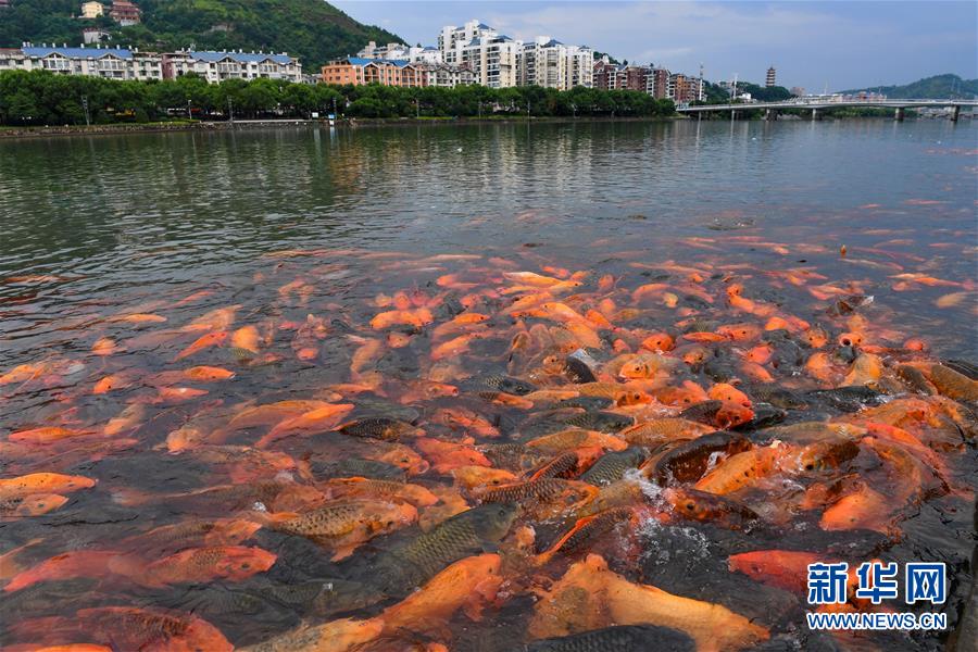 （環(huán)境）（2）福建福鼎：桐山溪畔人魚(yú)同樂(lè)